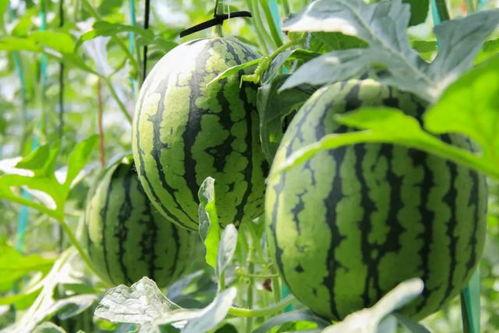 山西吃瓜群众免费吃瓜微信,山西“吃瓜群众”免费畅享夏日瓜果盛宴