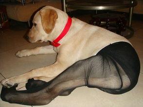 双女王丝袜狗奴 magnet,双女王丝袜狗奴磁力链接揭秘